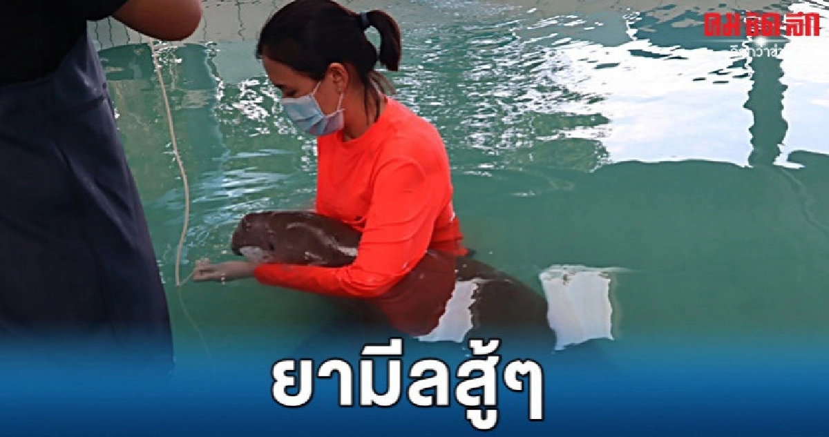 ส่งใจช่วย น้องยามีล ส่งใจช่วย น้องยามีล