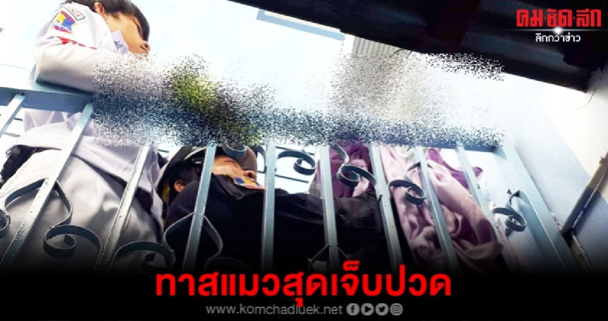 ทาสแมวสุดเจ็บปวด ทาสแมวสุดเจ็บปวด