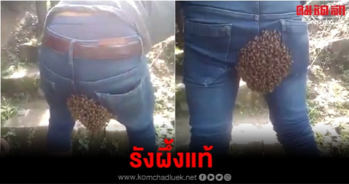 หลุดขำตามด้วยคำถามเพียบรังผึ้งบนบั้นท้ายชายหนุ่ม หลุดขำตามด้วยคำถามเพียบรังผึ้งบนบั้นท้ายชายหนุ่ม