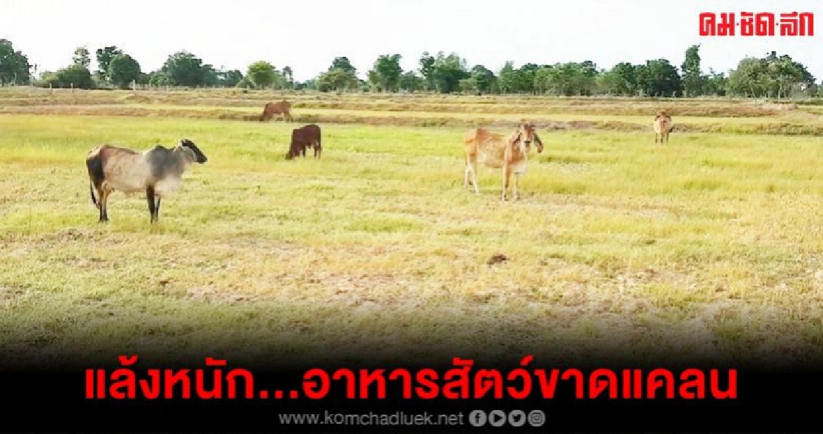 แล้งหนัก..อาหารสัตว์ขาดแคลน แล้งหนัก..อาหารสัตว์ขาดแคลน