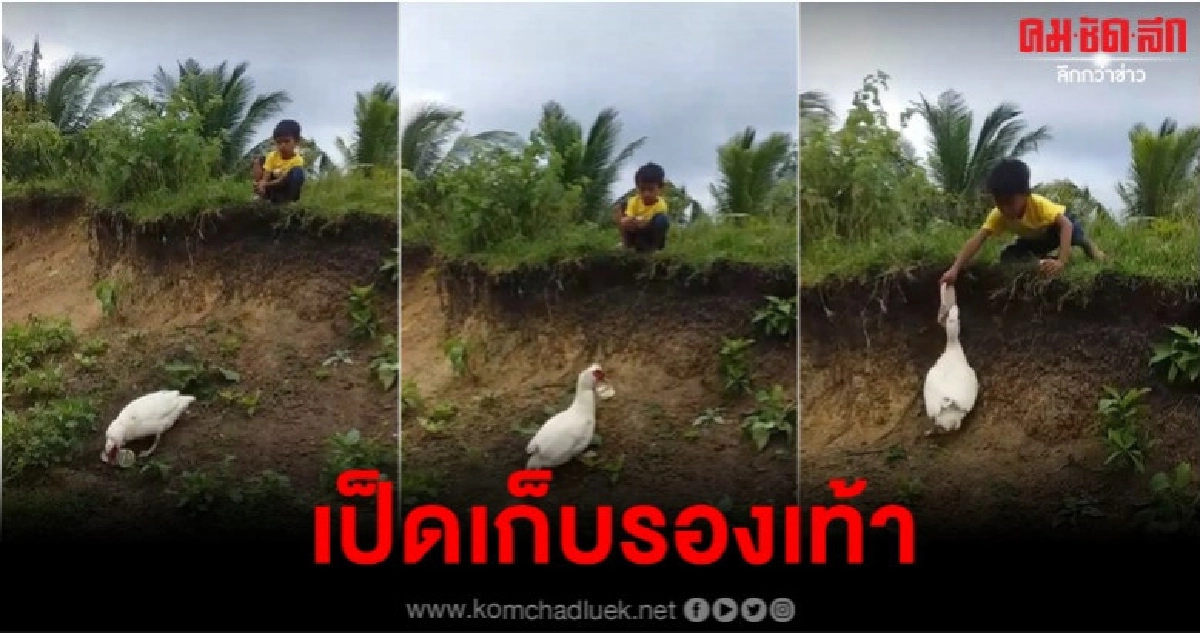 เป็ดแสนรู้ใช้ปากคีบเก็บรองเท้าแตะให้เด็กได้ เป็ดแสนรู้ใช้ปากคีบเก็บรองเท้าแตะให้เด็กได้