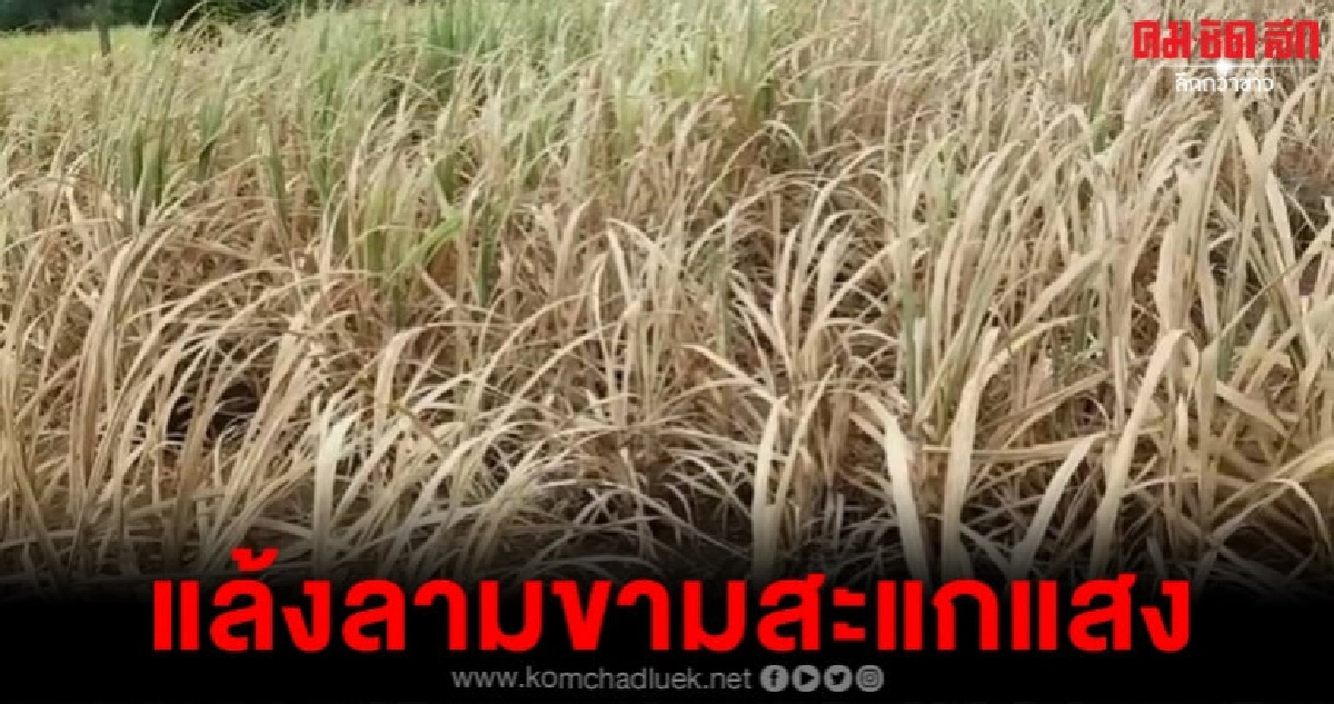 ภัยแล้งขามสะแกแสงเสียหายแสนไร่ ภัยแล้งขามสะแกแสงเสียหายแสนไร่