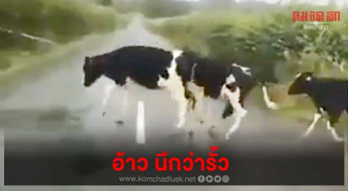อ้าวนึกว่ารั้ว อ้าวนึกว่ารั้ว