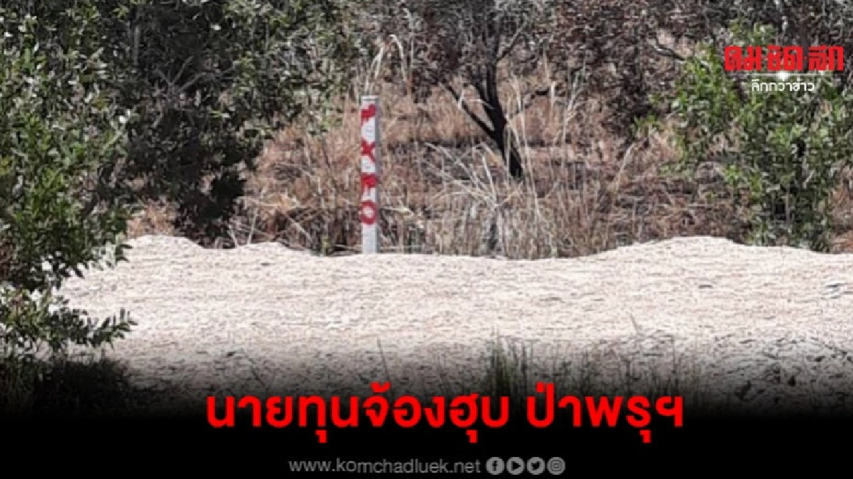 ลุยสอบเผาป่าพรุฯ แฉเพลิงสงบนายทุนดอดรังวัด ลุยสอบเผาป่าพรุฯ แฉเพลิงสงบนายทุนดอดรังวัด