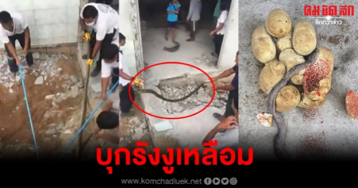 ขนลุก เจอไข่งูเหลือม 15 ฟอง ขนลุก เจอไข่งูเหลือม 15 ฟอง