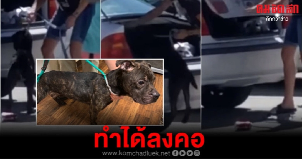 เจ้าของจ่อคุกทารุณสัตว์กระชากคอสุนัขยัดใส่กระโปรงรถ เจ้าของจ่อคุกทารุณสัตว์กระชากคอสุนัขยัดใส่กระโปรงรถ