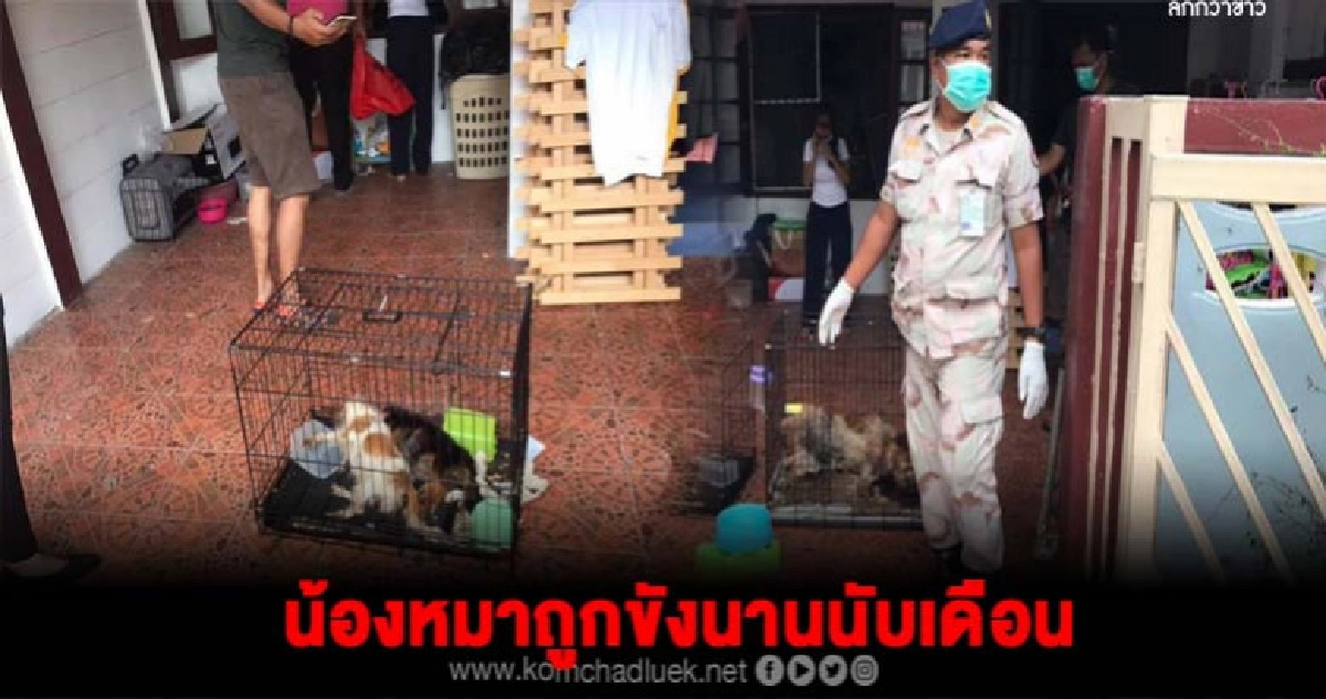สุดเวทนา สุนัขโดนปล่อยทิ้ง ตายคาบ้าน 9 ตัว สุดเวทนา สุนัขโดนปล่อยทิ้ง ตายคาบ้าน 9 ตัว