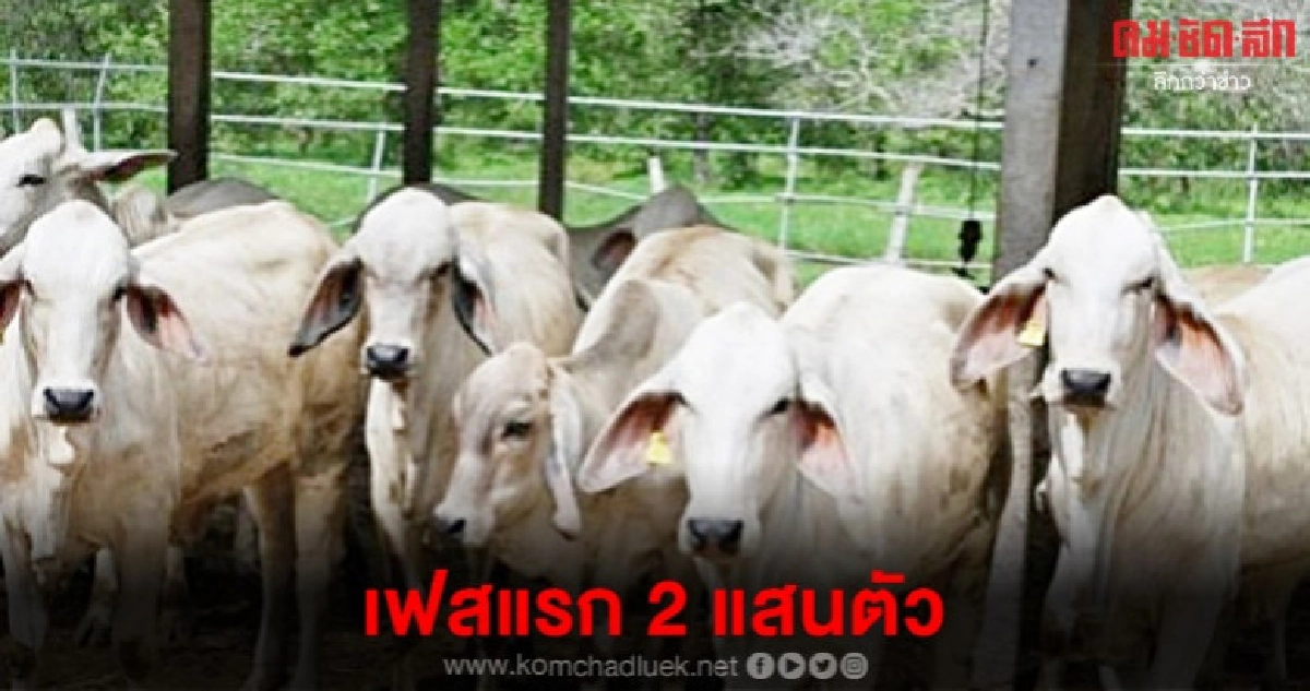 ประเดิมโคเนื้อสร้างชาติเฟสแรก 2 แสนตัว ประเดิมโคเนื้อสร้างชาติเฟสแรก 2 แสนตัว