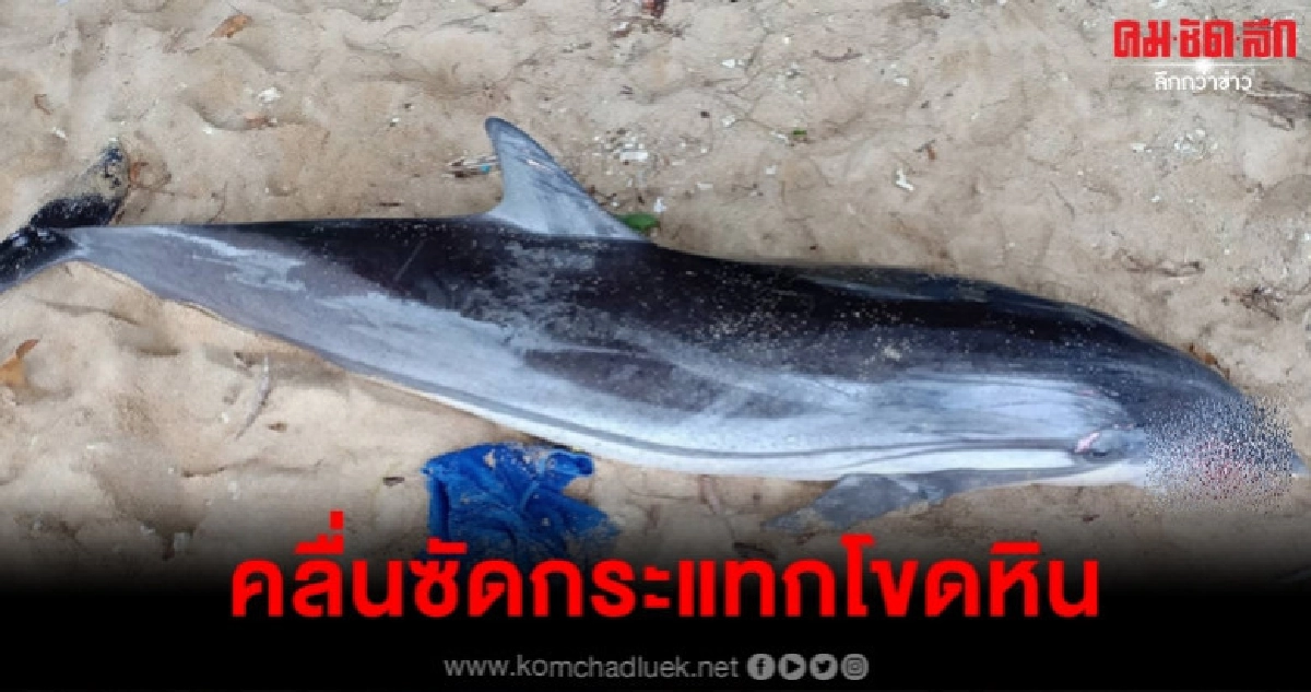 คลื่นซัดโลมากระแทกโขดหินตาย 1 คลื่นซัดโลมากระแทกโขดหินตาย 1