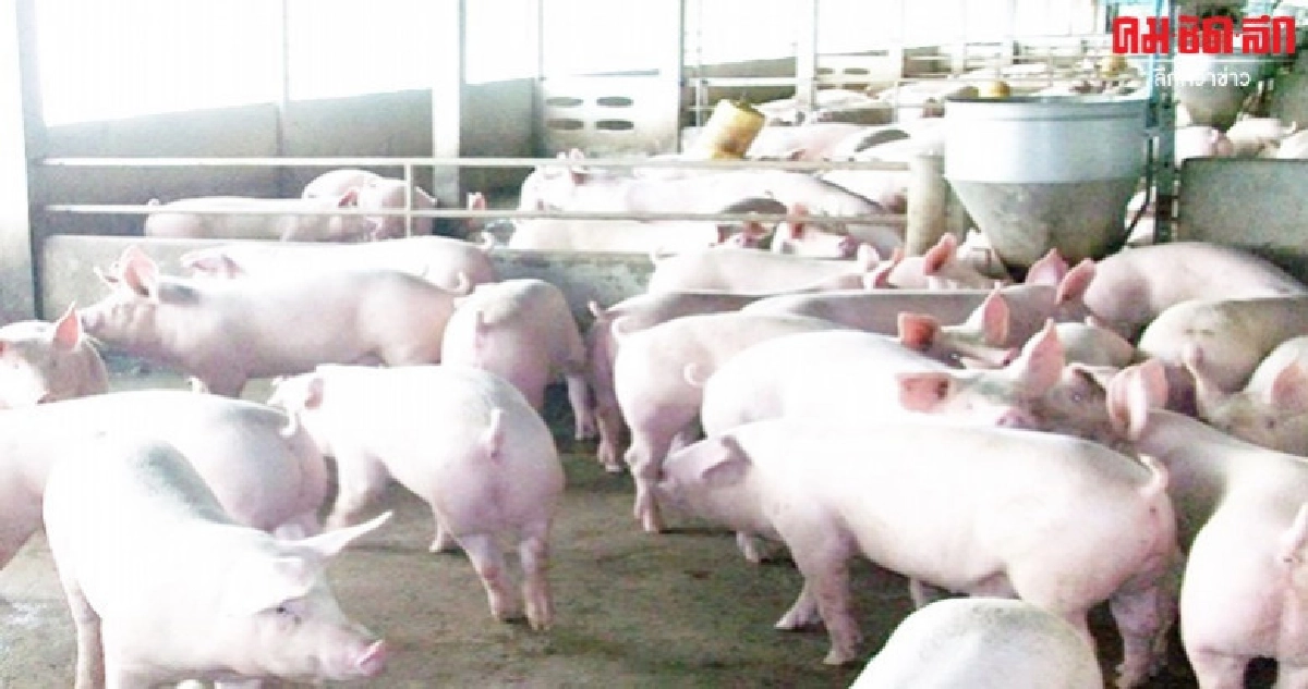 ผวาอหิวาต์หมูู พรึ่บ พันคนสแกนฟาร์ม