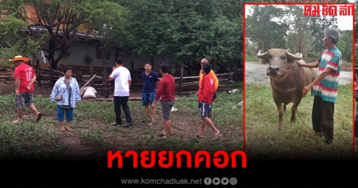 ควายหายยกคอก