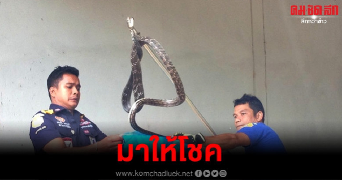 เชื่องูหนาบควายมาให้โชค เชื่องูหนาบควายมาให้โชค