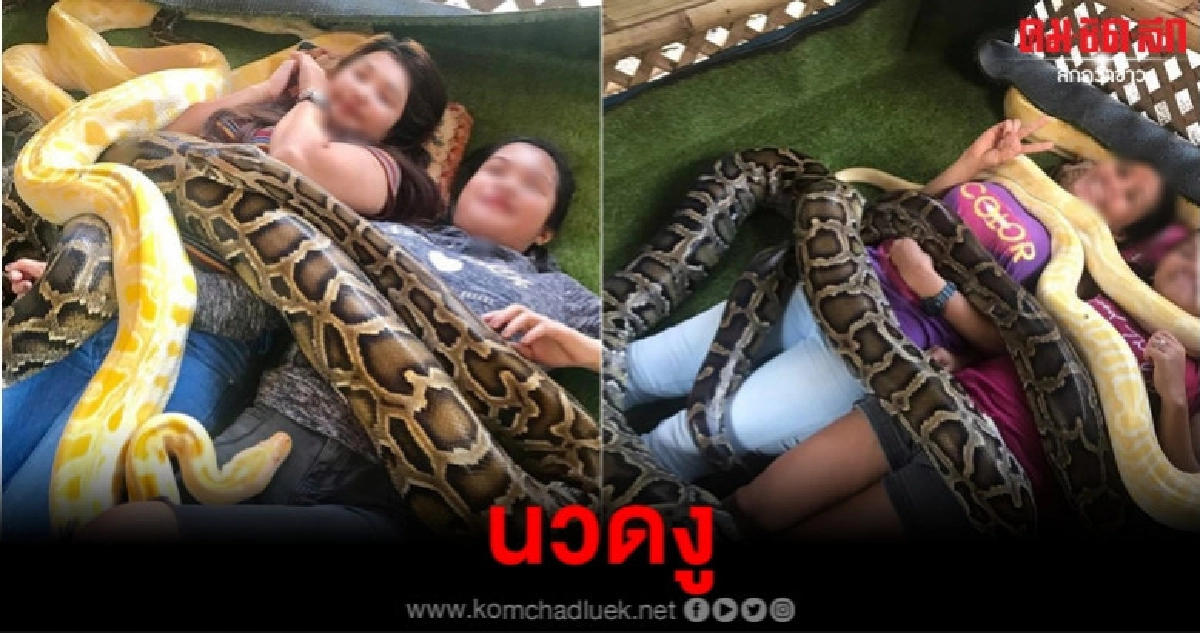 ฟาร์มในฟิลิปปินส์จัดบริการนวดงูประสบการณ์ใหม่นักท่องเที่ยว ฟาร์มในฟิลิปปินส์จัดบริการนวดงูประสบการณ์ใหม่นักท่องเที่ยว
