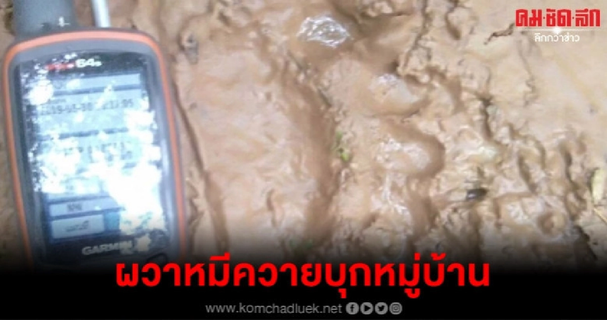 พบรอยตีนหมีควายขนาดใหญ่จะเข้าหมู่บ้าน พบรอยตีนหมีควายขนาดใหญ่จะเข้าหมู่บ้าน