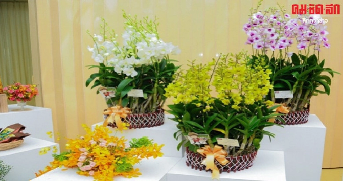 วัดฝีมือกันเลยงานนี้ ใครจะจัดกล้วยไม้ สวยกว่ากัน วัดฝีมือกันเลยงานนี้ ใครจะจัดกล้วยไม้ สวยกว่ากัน