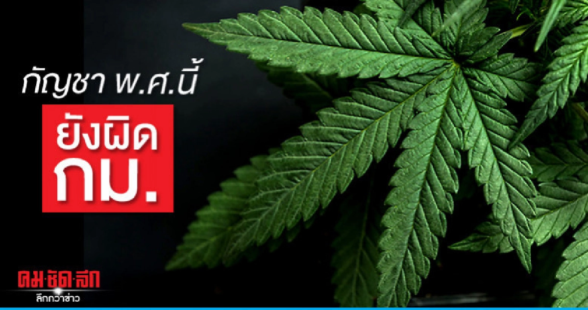 โซเชียลอย่าสับสน กัญชา พ.ศ.นี้ ยังผิด กม.