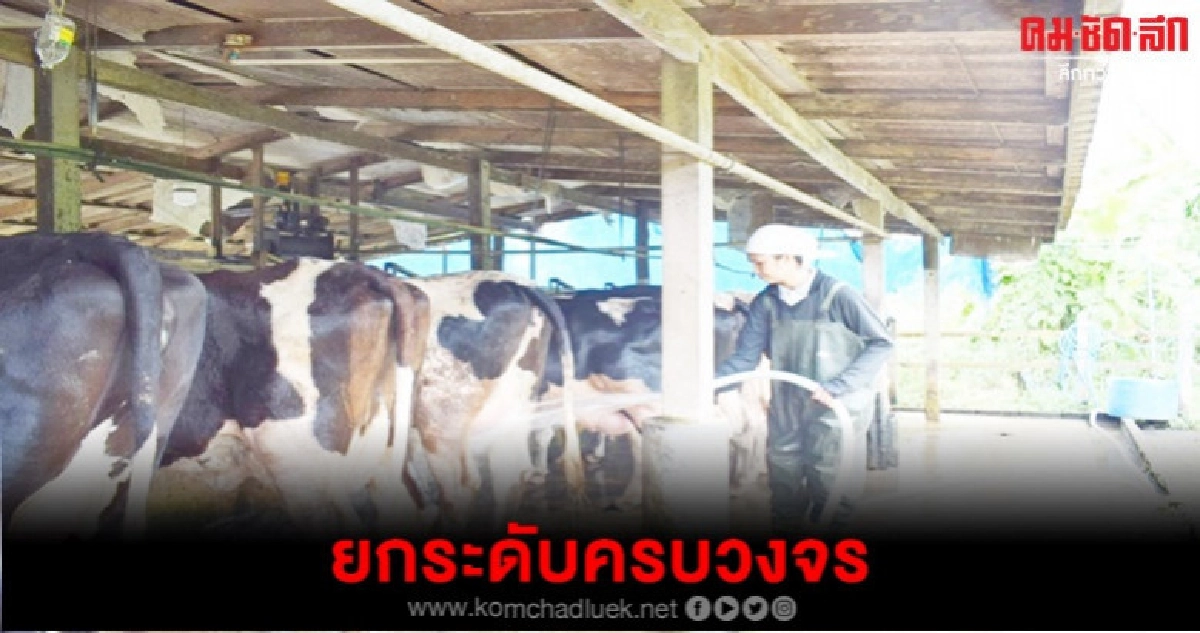 ยกระดับสหกรณ์โคนมครบวงจร ยกระดับสหกรณ์โคนมครบวงจร