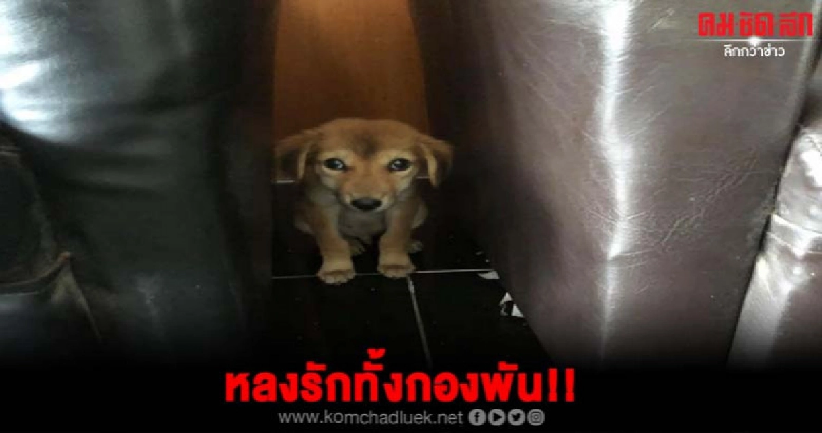 พี่ทหารอดใจไม่ไหวยอมฝืนกฎแอบเอาน้องหมาไปเลี้ยงหลงทั้งกองพัน พี่ทหารอดใจไม่ไหวยอมฝืนกฎแอบเอาน้องหมาไปเลี้ยงหลงทั้งกองพัน