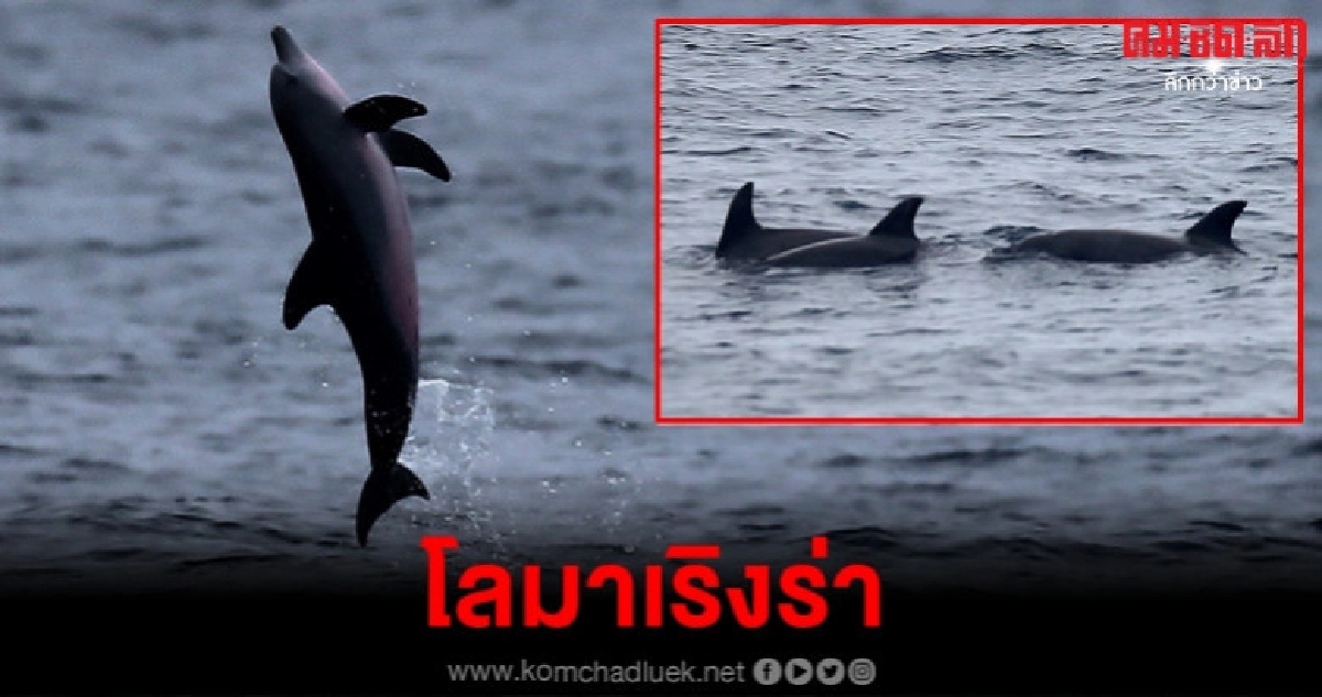 ภาพชุด โลมาเริงร่า @เกาะโลซิน ภาพชุด โลมาเริงร่า @เกาะโลซิน