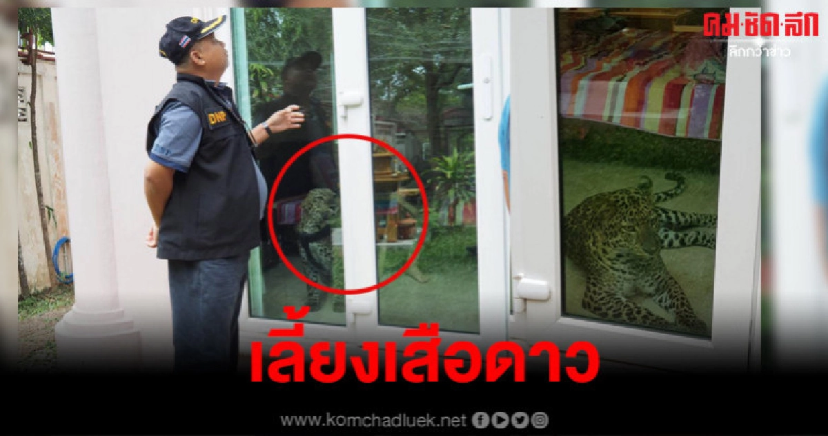 บุกตรวจบ้านหรู จนท.ผงะ สามีภรรยาเลี้ยงเสือดาวโตเต็มวัย