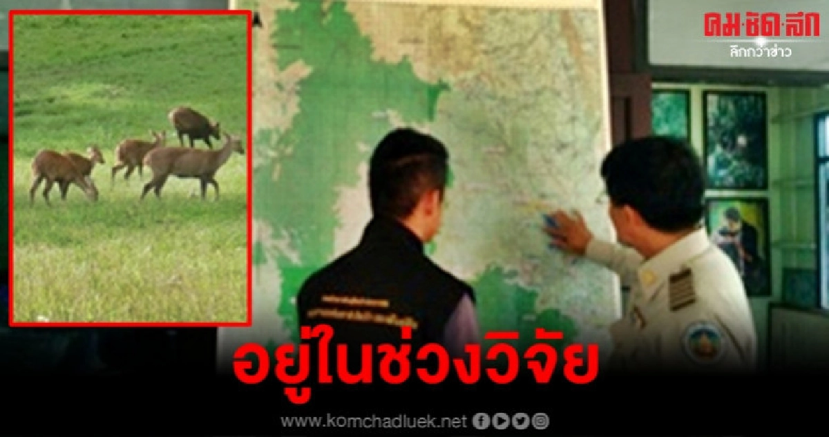 ซาฟารีห้วยขาแข้ง ยังอยู่ในขั้นตอนวิจัย ซาฟารีห้วยขาแข้ง ยังอยู่ในขั้นตอนวิจัย