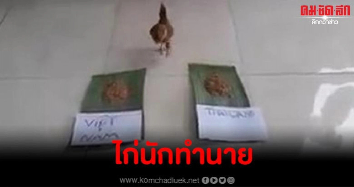 อันนี้ฮา จะเกิดอะไรขึ้นเมื่อแฟนเวียดนามจับไก่มาทำนายผลบอลโลก