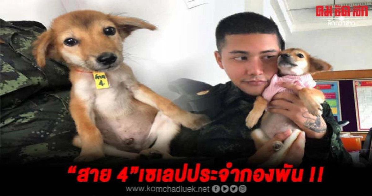 เจ้าสายสี่ไม่ต้องหลบซ่อนในกองพันอีกต่อไปเจ้านายรักมาก เจ้าสายสี่ไม่ต้องหลบซ่อนในกองพันอีกต่อไปเจ้านายรักมาก