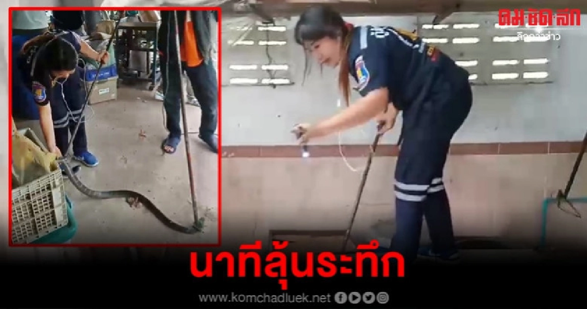 เก่งเกินชาย สาวกู้ภัยใจเด็ดโชว์ลีลาจับงูจงอาง