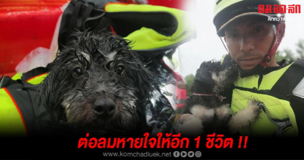 กู้ภัยร้อยเอ็ดไม่คิดชีวิตรีบช่วยลูกสุนัขหลังติดกลางกระแสน้ำ กู้ภัยร้อยเอ็ดไม่คิดชีวิตรีบช่วยลูกสุนัขหลังติดกลางกระแสน้ำ