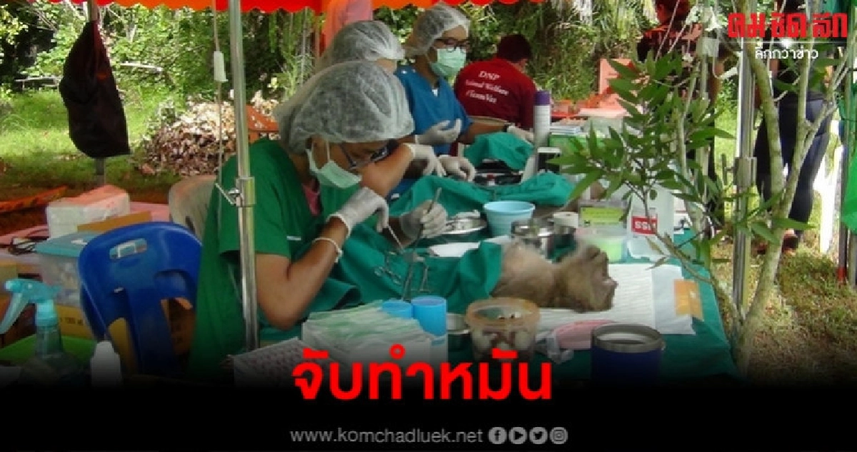 จ๋อสิ้นฤทธิ์ ถูกจับทำหมันลดประชากร จ๋อสิ้นฤทธิ์ ถูกจับทำหมันลดประชากร