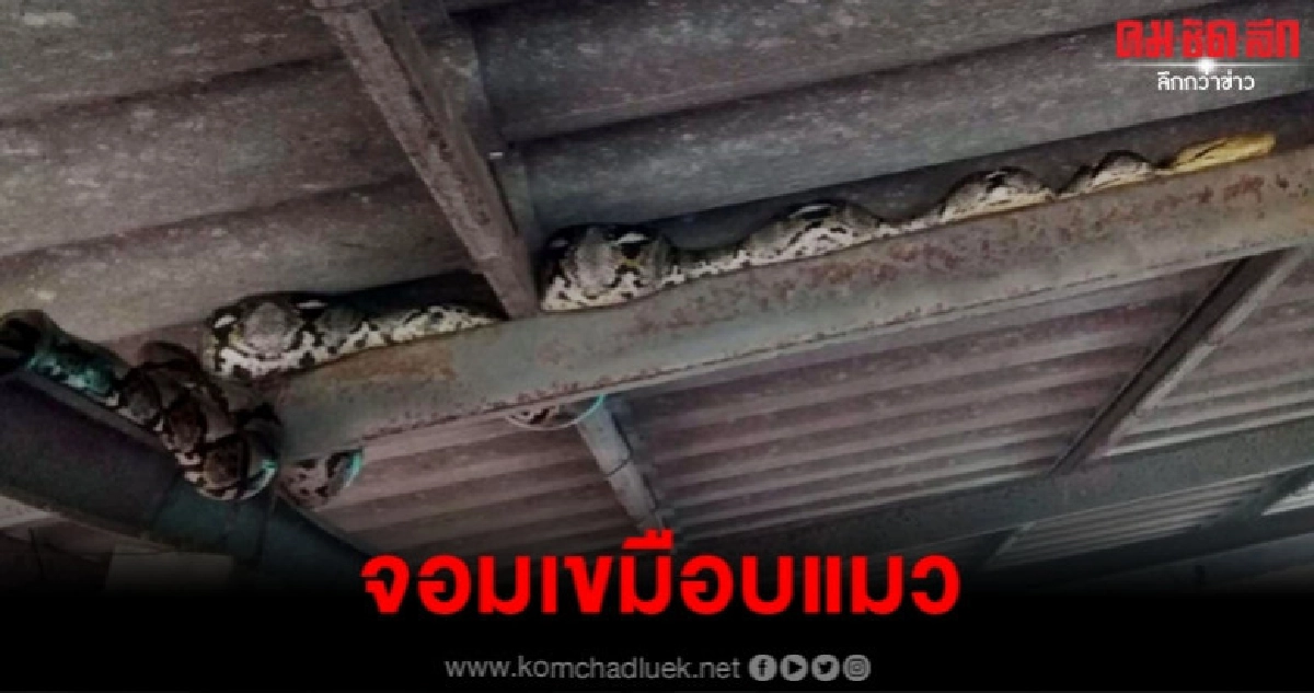 เจอตัวแล้ว เหลือมยักษ์จอมเขมือบแมว เจอตัวแล้ว เหลือมยักษ์จอมเขมือบแมว