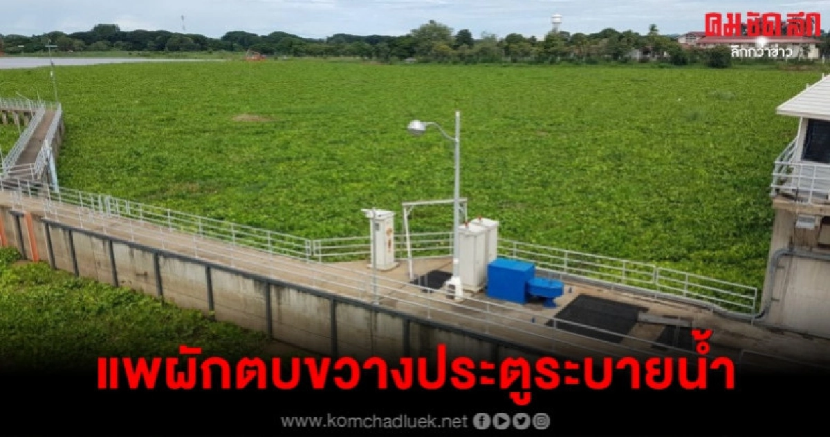 (คลิป) แพผักตบลอยขวางประตูเขื่อนเจ้าพระยา (คลิป) แพผักตบลอยขวางประตูเขื่อนเจ้าพระยา