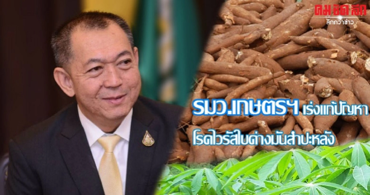 ผวาระบาดหนัก เฉลิมชัย สั่งทำลายไร่มันสำปะติดโรคใบด่าง ผวาระบาดหนัก เฉลิมชัย สั่งทำลายไร่มันสำปะติดโรคใบด่าง