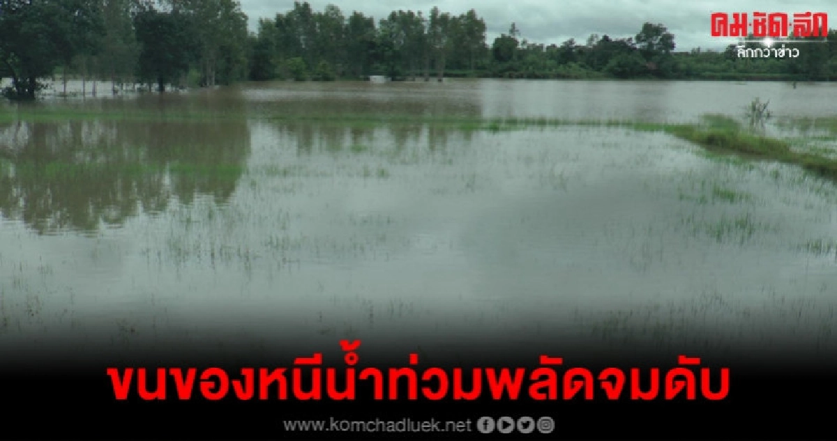 (คลิป) ขนของหนีน้ำท่วมพลัดจมดับ (คลิป) ขนของหนีน้ำท่วมพลัดจมดับ