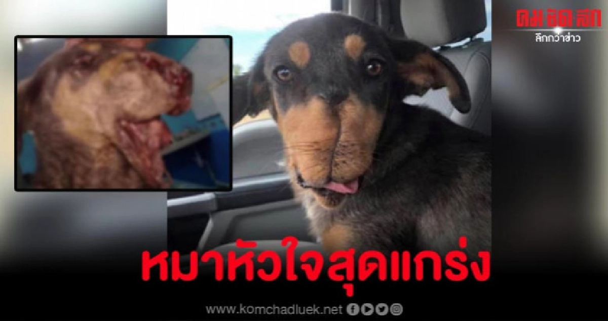 หมาหัวใจแกร่งถูกคนใจร้ายเอาประทัดยัดปากแต่ยังสู้เพื่อมีชีวิต