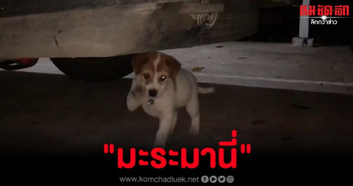 สุดกวน 'เจ้ามะระ' ลูกหมากวักมือเรียกเจ้าของให้มาหา สุดกวน 'เจ้ามะระ' ลูกหมากวักมือเรียกเจ้าของให้มาหา