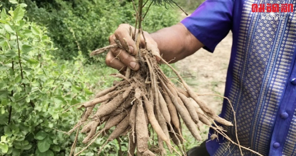 ปลูกพืชท้องถิ่นบนดินเค็ม อนุรักษ์ให้คนรุ่นหลัง