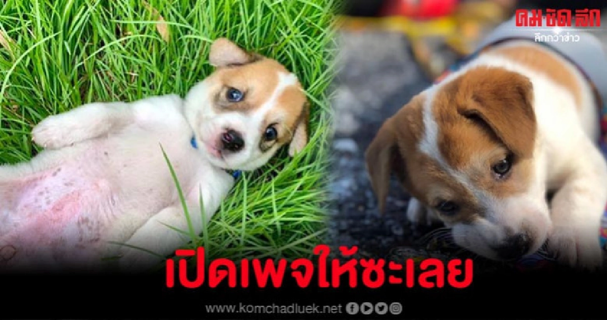 ส่งต่อความกวน 'เจ้ามะระ' กวนนักใช่ไหมเปิดเพจให้ซะเลย ส่งต่อความกวน 'เจ้ามะระ' กวนนักใช่ไหมเปิดเพจให้ซะเลย