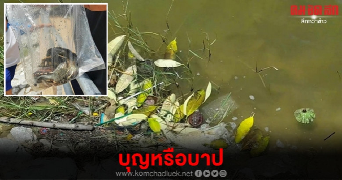 บุญหรือบาป สะเดาะเคราะห์ปล่อยเต่า บุญหรือบาป สะเดาะเคราะห์ปล่อยเต่า