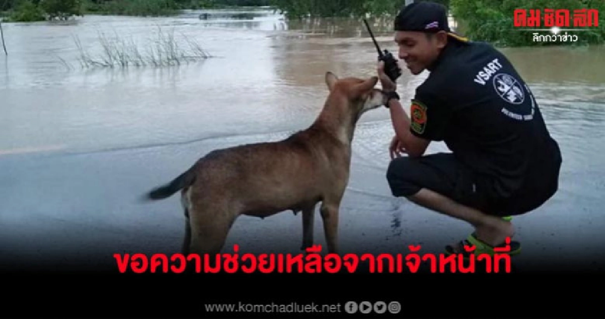 แม่หมามาสะกิดหนุ่มกู้ภัยขอความช่วยเหลือ หลังลูกมันติดน้ำท่วม แม่หมามาสะกิดหนุ่มกู้ภัยขอความช่วยเหลือ หลังลูกมันติดน้ำท่วม