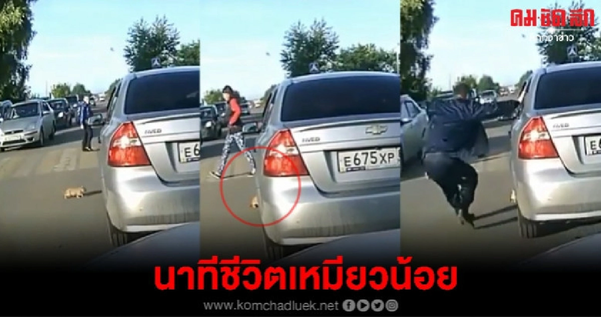 หนุ่มช่วยชีวิตลูกแมวหวิดโดนรถทับแบบฉิวเฉียด หนุ่มช่วยชีวิตลูกแมวหวิดโดนรถทับแบบฉิวเฉียด