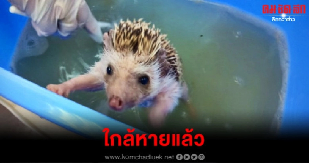 เม่นแคระ ป่วยขี้เรื้อน ดีขึ้นตามลำดับ