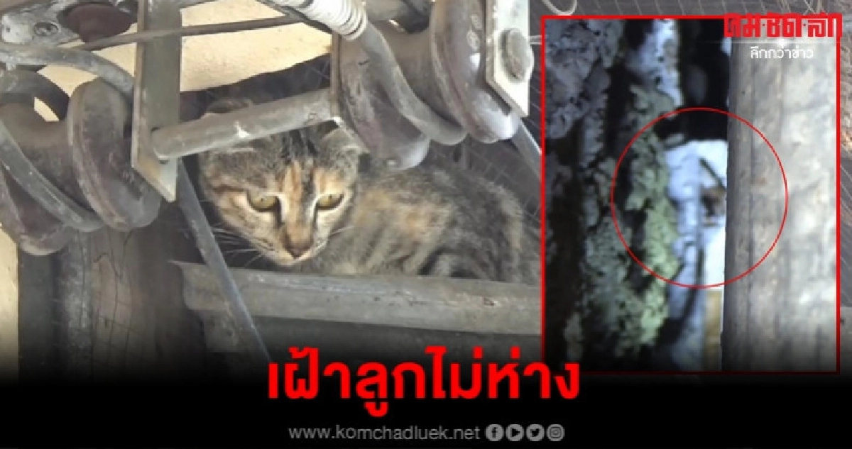มาได้ไง เหมียวน้อยติดซอกตึก กู้ภัยทุบผนังช่วยทุลักทุเล มาได้ไง เหมียวน้อยติดซอกตึก กู้ภัยทุบผนังช่วยทุลักทุเล
