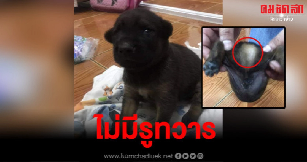 สาววอนผู้ใจบุญช่วยลูกสุนัขไม่มีรูทวาร เห็นแล้วสงสารมากๆ