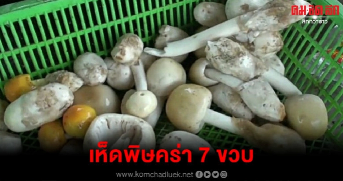 7 ขวบ กินเห็ดพิษตับวายเสียชีวิต 7 ขวบ กินเห็ดพิษตับวายเสียชีวิต