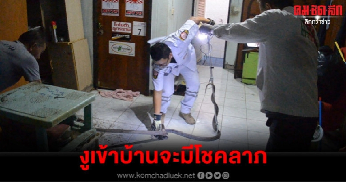 เชื่องูเข้าบ้านจะมีโชคลาภไม่พลาดงวดนี้ เชื่องูเข้าบ้านจะมีโชคลาภไม่พลาดงวดนี้