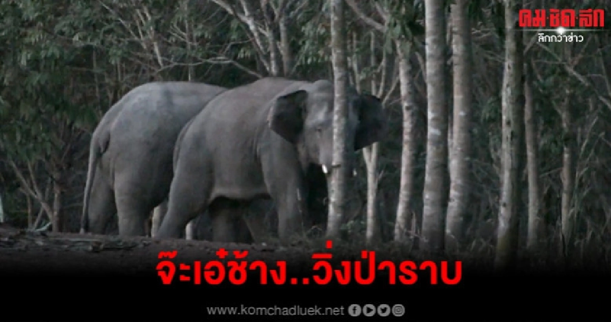 เกือบไม่รอด ผัวเมียเผ่นหน้าตั้ง หลังจ๊ะเอ๋ช้างป่าเขาชะเมา เกือบไม่รอด ผัวเมียเผ่นหน้าตั้ง หลังจ๊ะเอ๋ช้างป่าเขาชะเมา