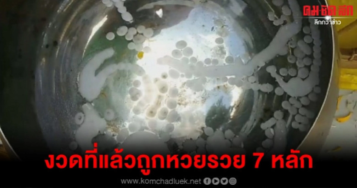ส่องขันน้ำมนต์คำชะโนดงวดที่แล้วรวย 7 หลัก ส่องขันน้ำมนต์คำชะโนดงวดที่แล้วรวย 7 หลัก