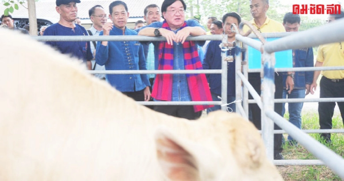 ประภัตร ดันตากแหล่งผลิตโคเนื้อคุณภาพทดแทนนำเข้า