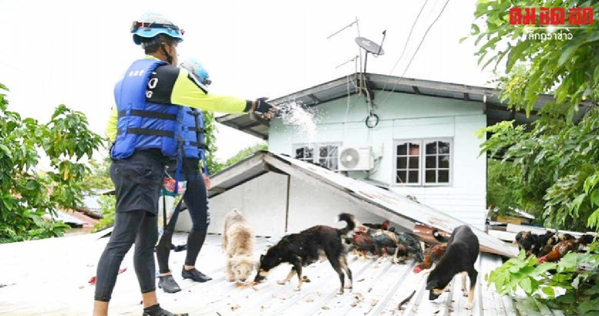 ป่อเต็กตึ๊ง จัดขบวนโรงครัวเคลื่อนที่ บริจาคอาหารหมา-แมว ป่อเต็กตึ๊ง จัดขบวนโรงครัวเคลื่อนที่ บริจาคอาหารหมา-แมว